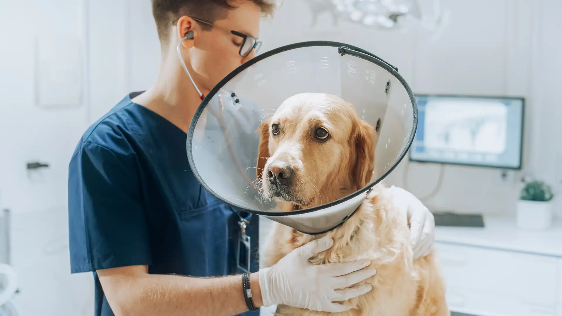 a dog with a cone on it's head