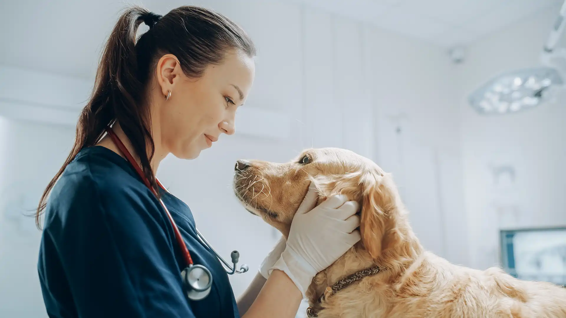 a Labrador being examined
